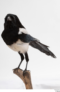 Common magpie Pica pica whole body 0015.jpg